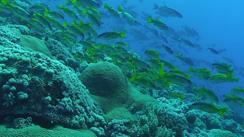 huge schools of coral fish at coral reef, red sea