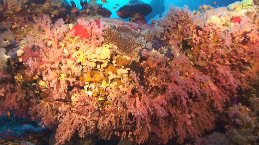 coral pillar and scuba diver, red sea