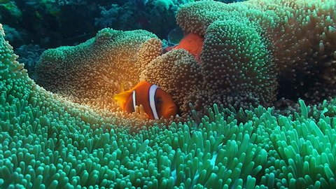 clown fish in anemone, red sea