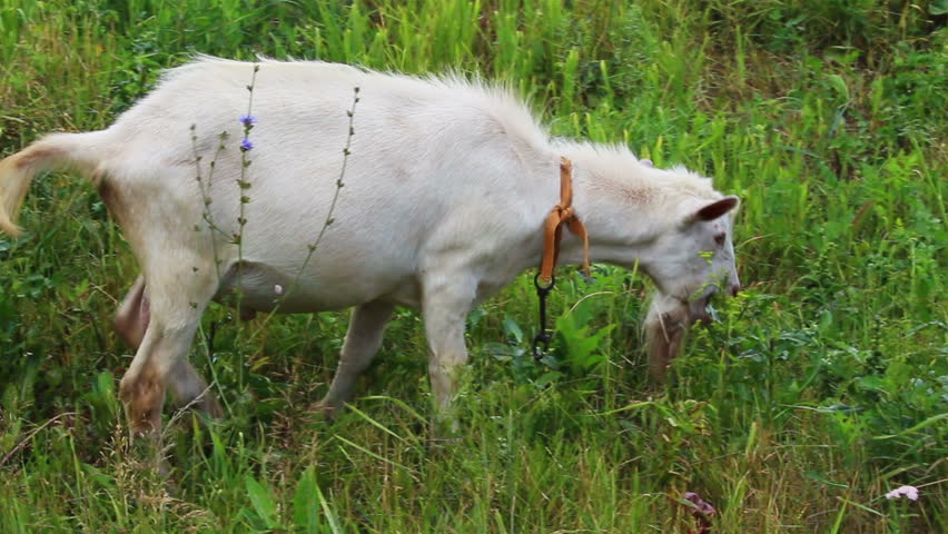 grazing white goat