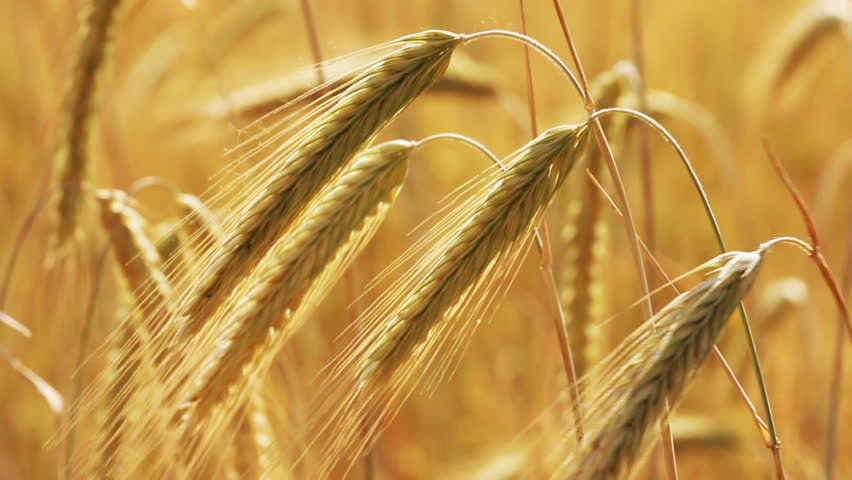 yellow field with ripe wheat close-up