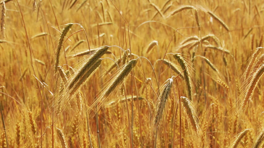 yellow field with ripe wheat