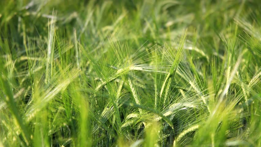 Green Wheat field closeup camera moving