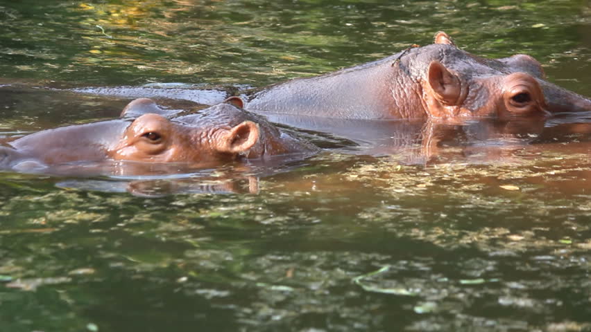 Hippo Water Hippopotamus Amphibius: стоковое видео (без лицензионных платеж...
