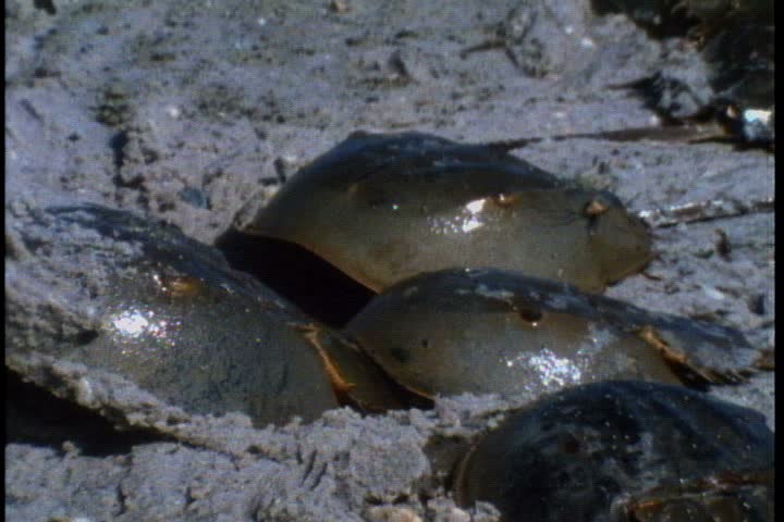 MS female horseshoe crab surrounded by males attempting to mate with her in wet sand in Cape May, New Jersey.