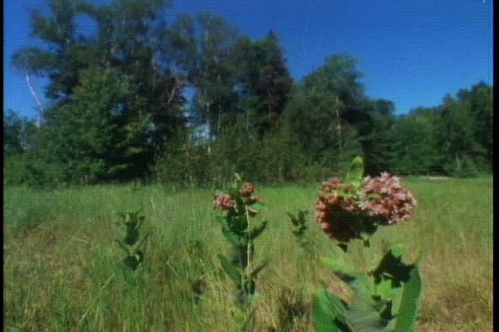 Camera zooms in to CU milkweed plant growing in open field.