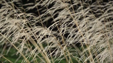 Tufted hairgrass (Deschampsia cespitosa)