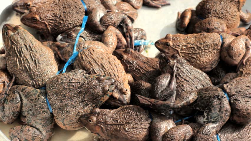 Alive frogs for sale at market, Vietnam, Hochiminh city.