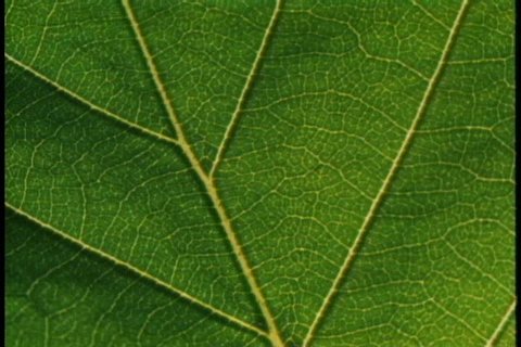 CU veins in green maple tree leaf.
