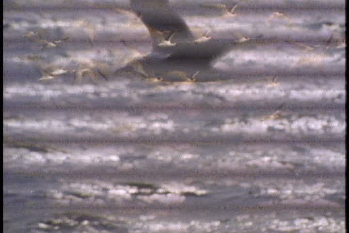 CU seagull flying in slow motion over shimmering water.