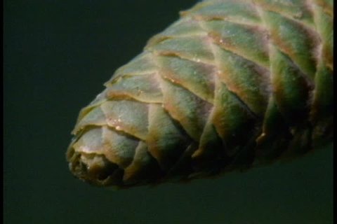 CU rows of scales on a pine cone, shot widens a bit to show whole cone.