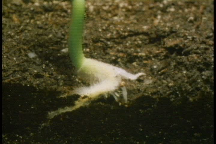 Time lapse CU germinating sunflower seed on soil. Seed grows roots, stem grows up vertically. Several plants growing vertically. | Shutterstock HD Video #4363103