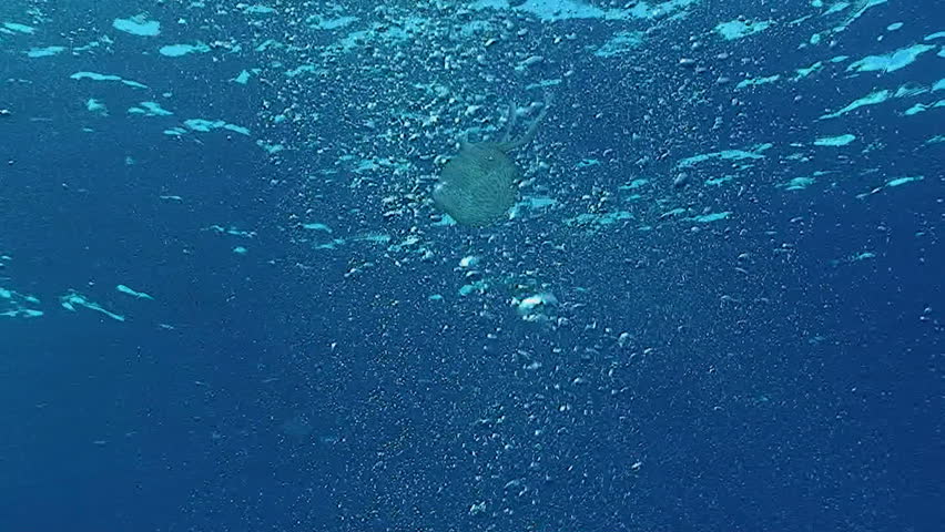 jelly fish, mediterranean sea