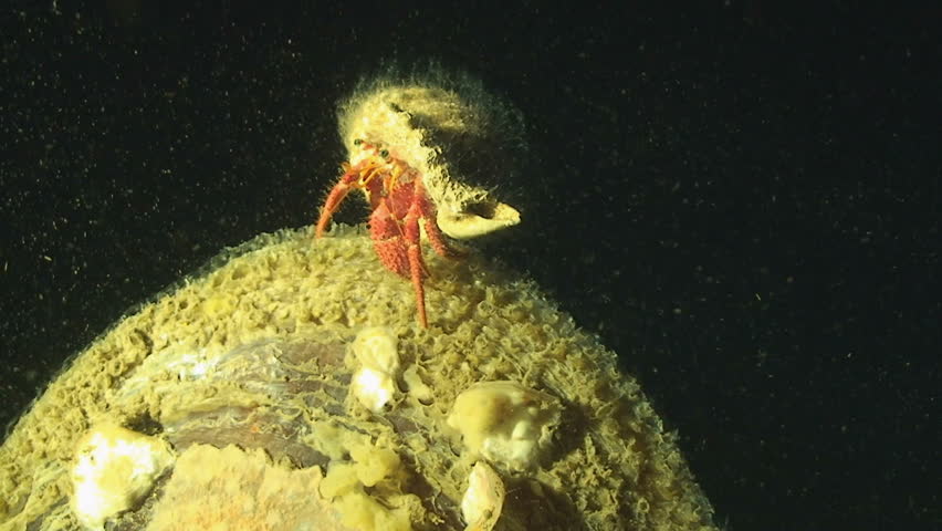 hermit crab on noble pen shell, mediterranean sea
