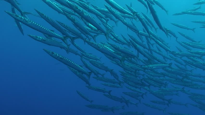 schooling barracudas, mediterranean sea