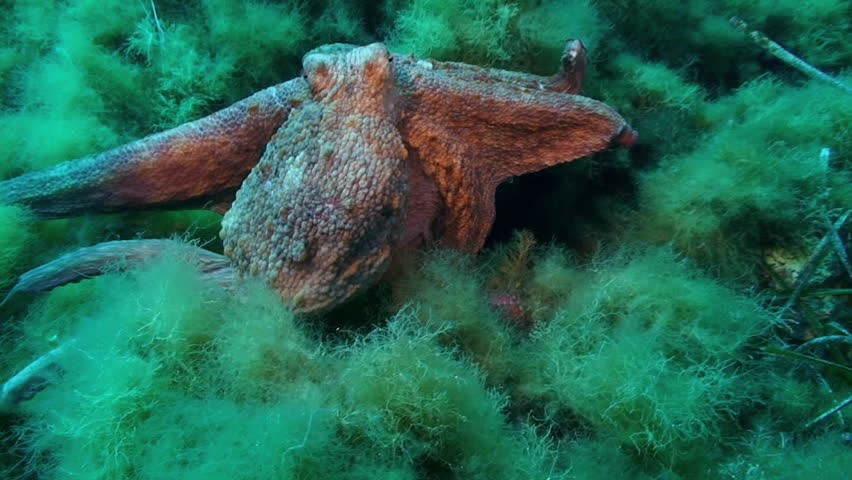 octopus swimming, mediterranean sea