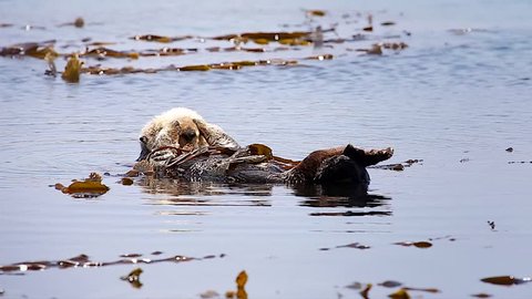 Endangered Sea Otter relaxes with legs crossed and rubs mouth in a kelp bed in the Pacific Ocean (California). Lazily drifts along as he holds on, floating atop relatively calm waters.
