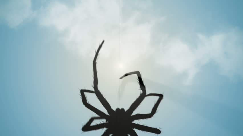 spider climbing web