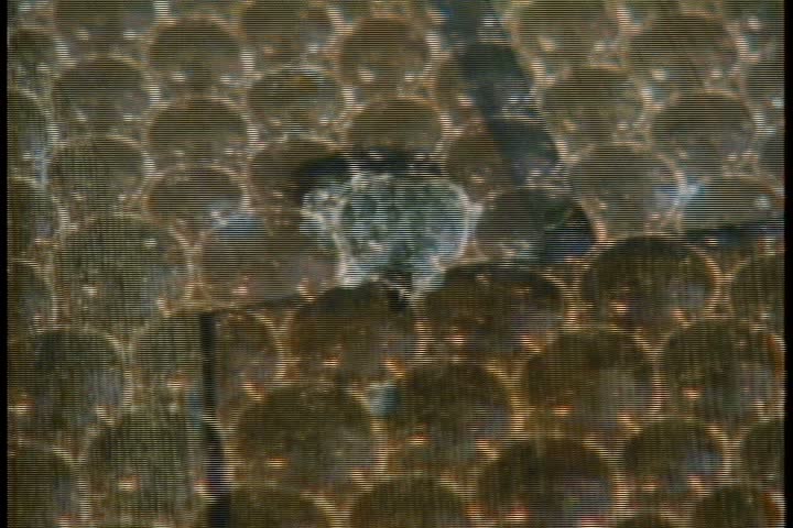 Camera zooms in to CU wasp