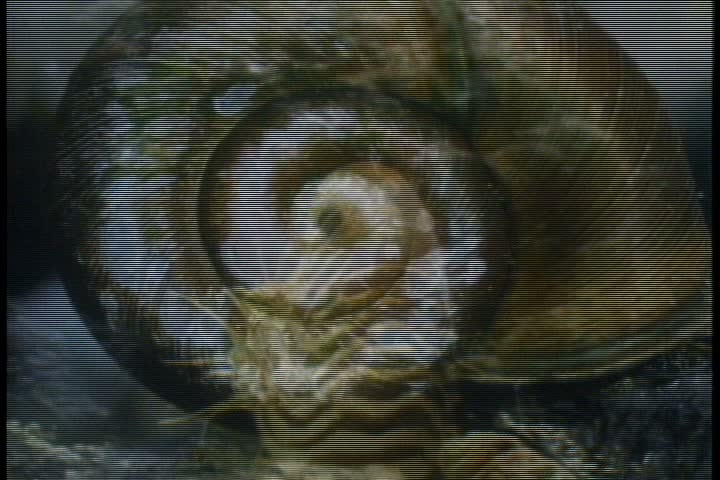 Underwater shot, CU chambered nautilus bobbing and swimming.