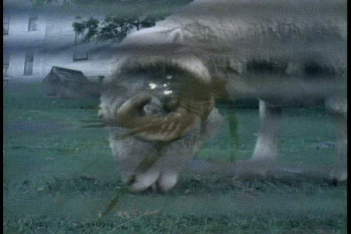MS dall ram, or sheep, grazing on grass lawn. Camera zooms in to CU of spiral shaped horn.