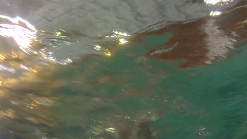 People swimming in a hotel swim pool underwater shot