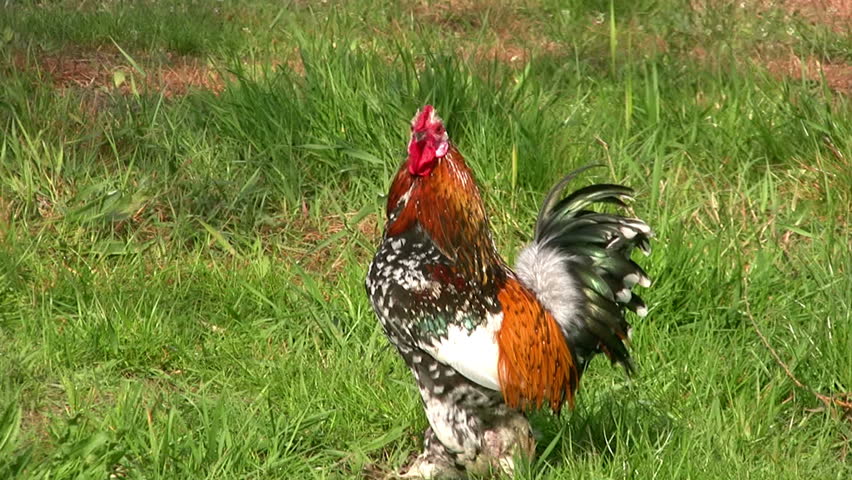 Summer. Sunny, windy weather. Green lawn. Rooster walks