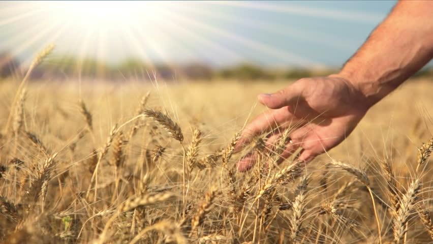 Summer. Sunny day. Field of ripe wheat. Man's hand and spikelets