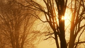 Close view of sunlight growing through gap in tree branches at misty country dawn - Powered by Shutterstock - Get 15% off with code: PIKWIZARD15