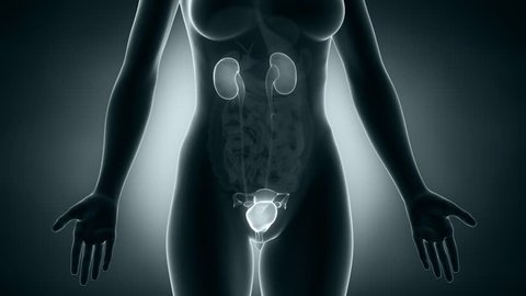 Woman urogenital system x-ray vie in loop