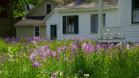 Field of beautiful purple flowers wave in breeze in front of white family home