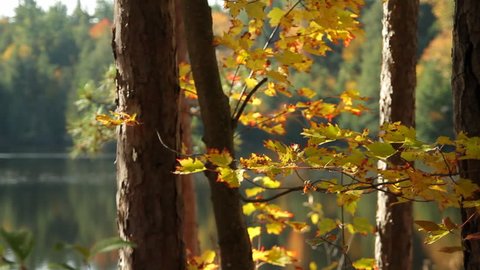 Golden red-tipped leaves flutter in the wind in an autumnal forest beside a lake