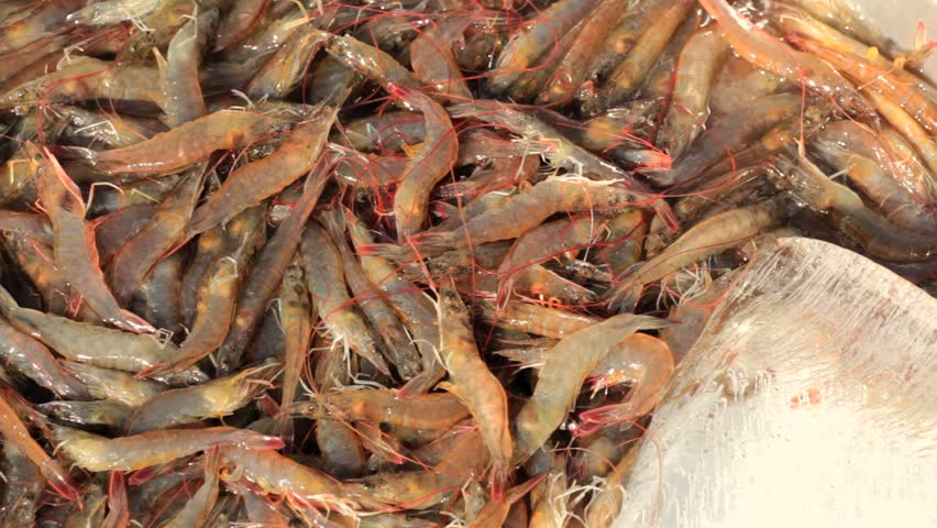 Alive shrimps at fish market, Vietnam, Hochiminh city.