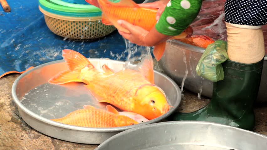 Alive freshwater fish, carps, for sale at market, Vietnam, Hochiminh city.