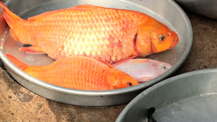 Alive freshwater fish, carps, for sale at market, Vietnam, Hochiminh city.