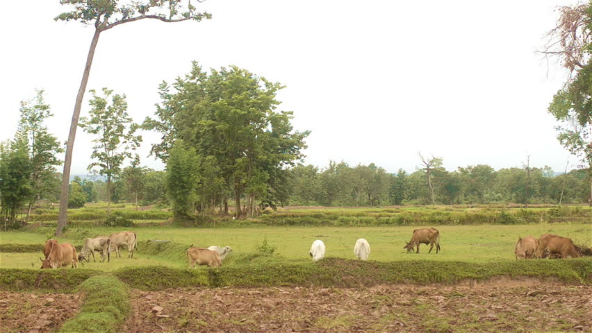 A herd of cattle grazing in fields surrounded by rice paddies in northeast