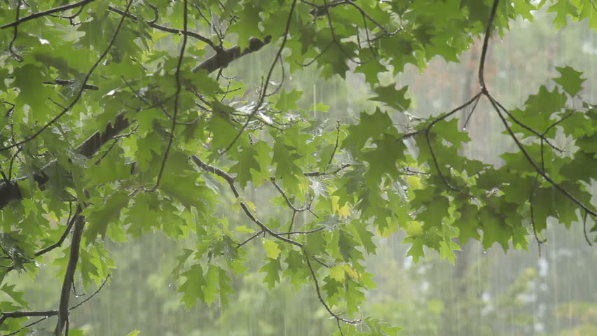 Rain falling over green leaves blurred background