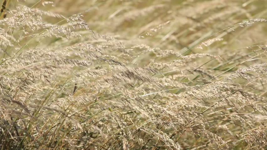 Straws in the field shaken by the wind