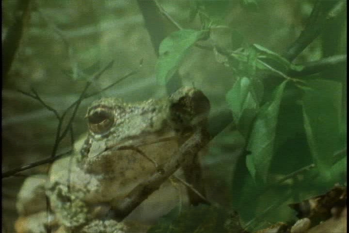 CU green tree frog