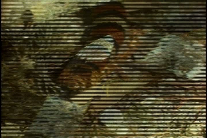 CU South American milk snake slithers and winds its way through logs and dry plants.
