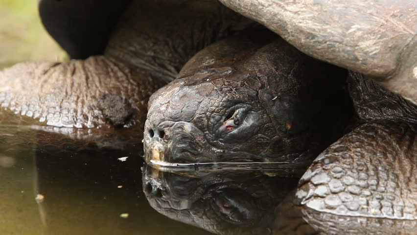 Giant Galapagos turtle closeup shot.