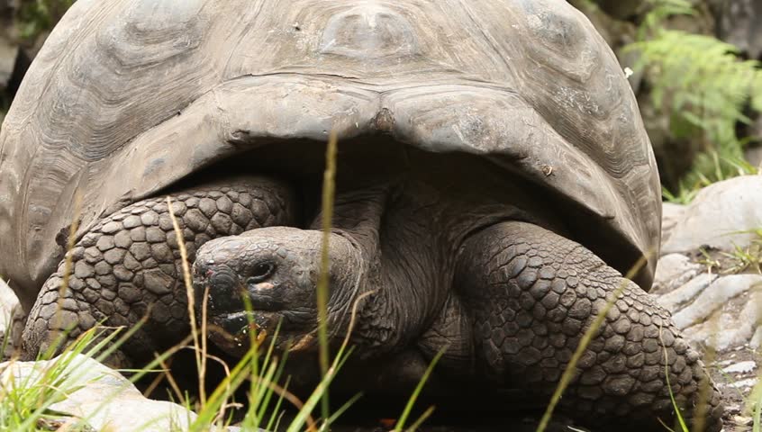 Giant Galapagos turtle closeup shot.