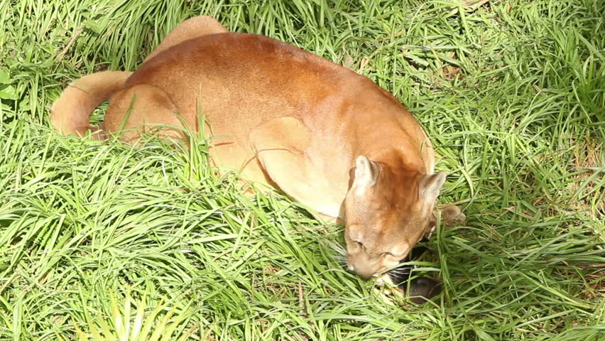 Puma, cougar or mountain lion devouring a small rodent