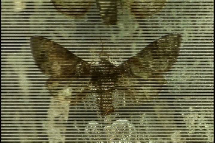CU dark colored panthea moth blending in with tree bark. Camera tilts up tree trunk to light colored moth.