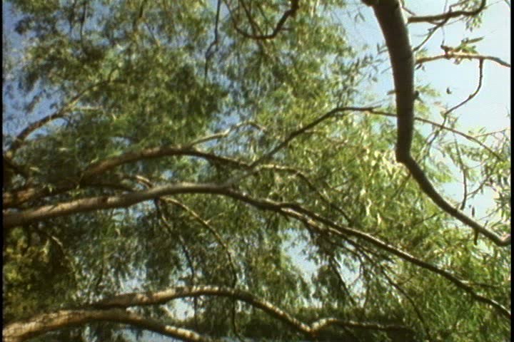 MS cascade of willow tree branches. Camera tilts down branches to river below.