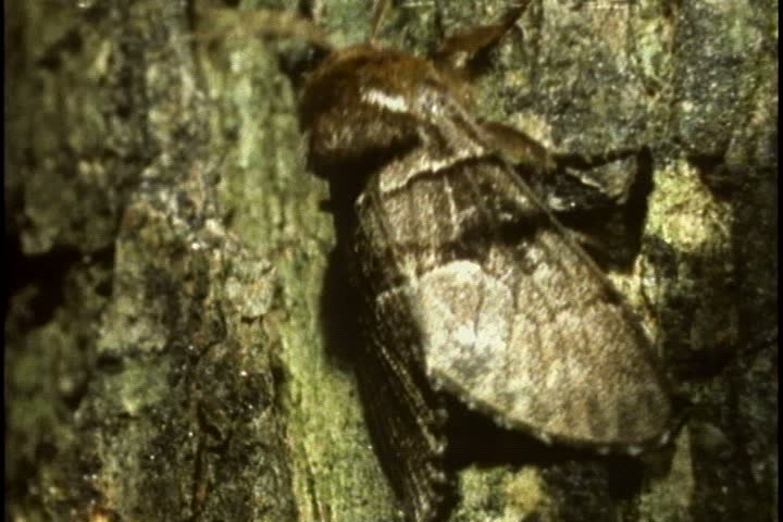 CU panthea moth crawling up tree trunk. Moth blends in with the color of the bark.