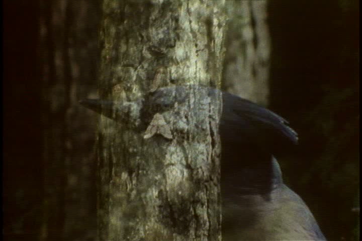 MS light colored moth on dark tree trunk. Blue jay flies up and grabs moth in its beak.