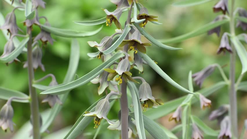 Fritillary (Fritillaria sewerzowii syn. Korolkowia sewerzowii)