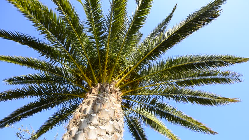 Palmtree background, Travel destination, magnificent nature, excite wish