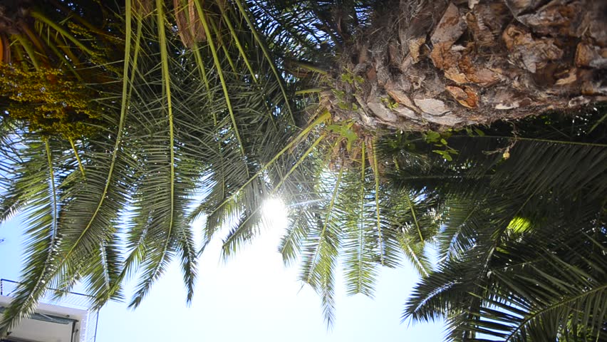 palmtrees on maldives. palm trees - maldivian hiding place, wide shoot, lower